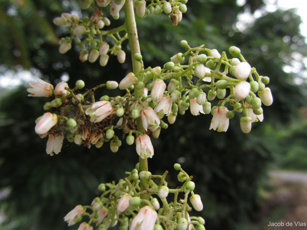 Toona sinensis (Juss.) M.Roem.